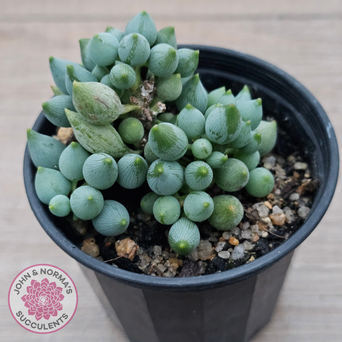 Senecio citriformis 'Baby Chalk Sticks'