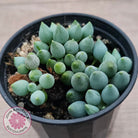Senecio citriformis 'Baby Chalk Sticks'