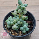 Senecio citriformis 'Baby Chalk Sticks'