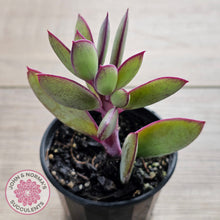 Load image into Gallery viewer, Senecio crassissimus - Vertical Leaf Senecio
