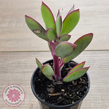 Load image into Gallery viewer, Senecio crassissimus - Vertical Leaf Senecio
