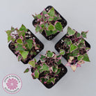 Senecio macroglossus variegata - Wax Vine