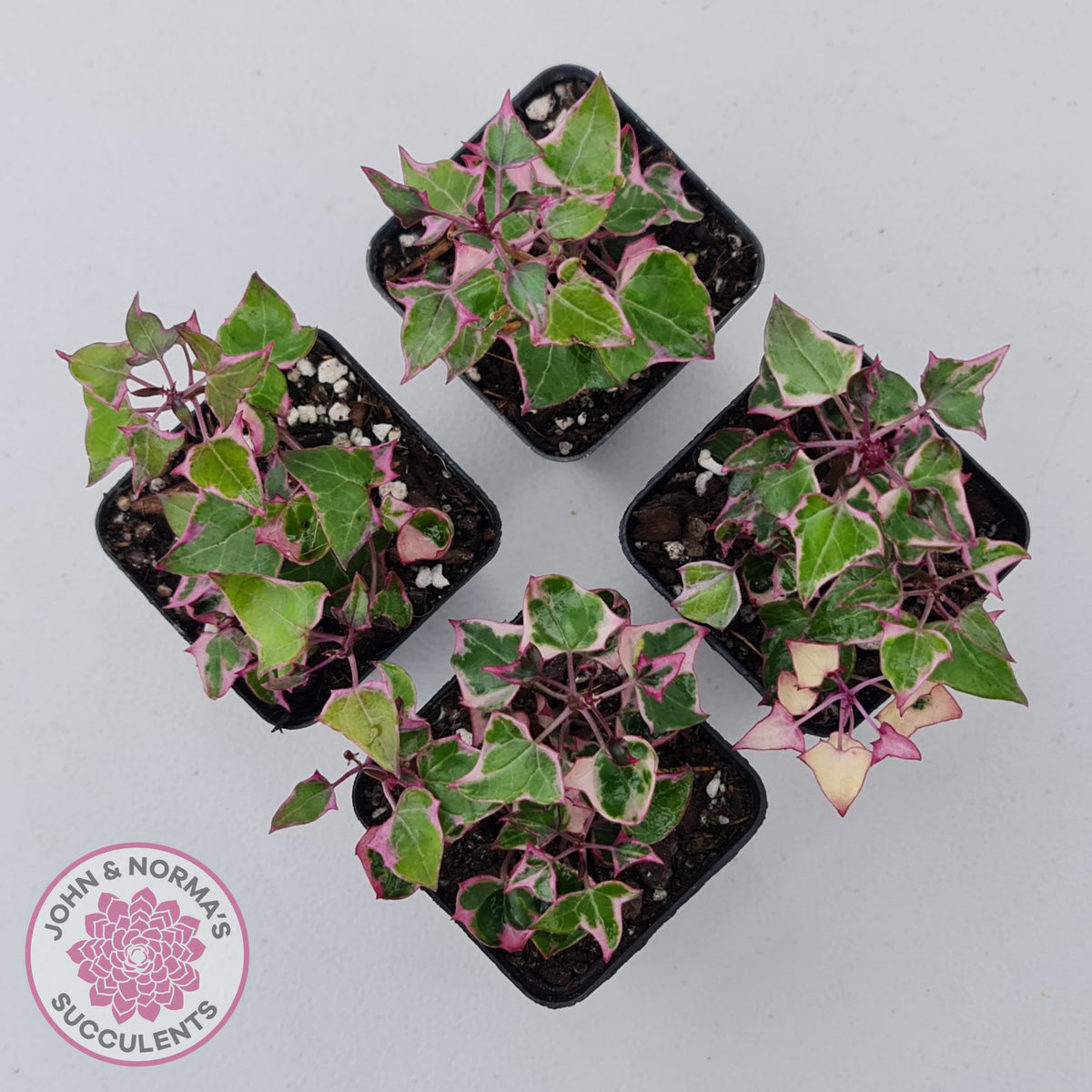 Senecio macroglossus variegata - Wax Vine