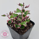 Senecio macroglossus variegata - Wax Vine