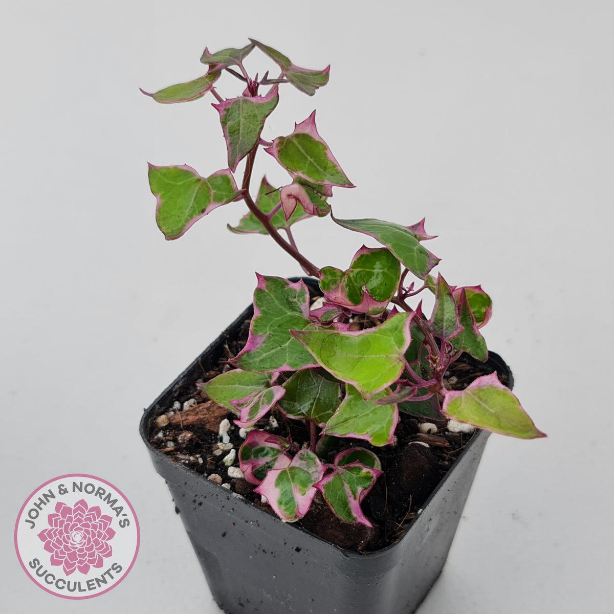 Senecio macroglossus variegata - Wax Vine