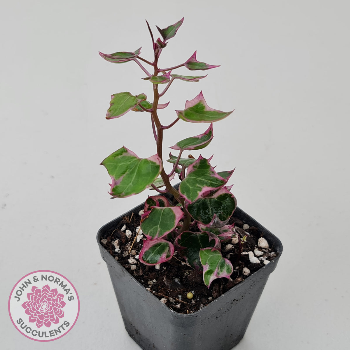 Senecio macroglossus variegata - Wax Vine
