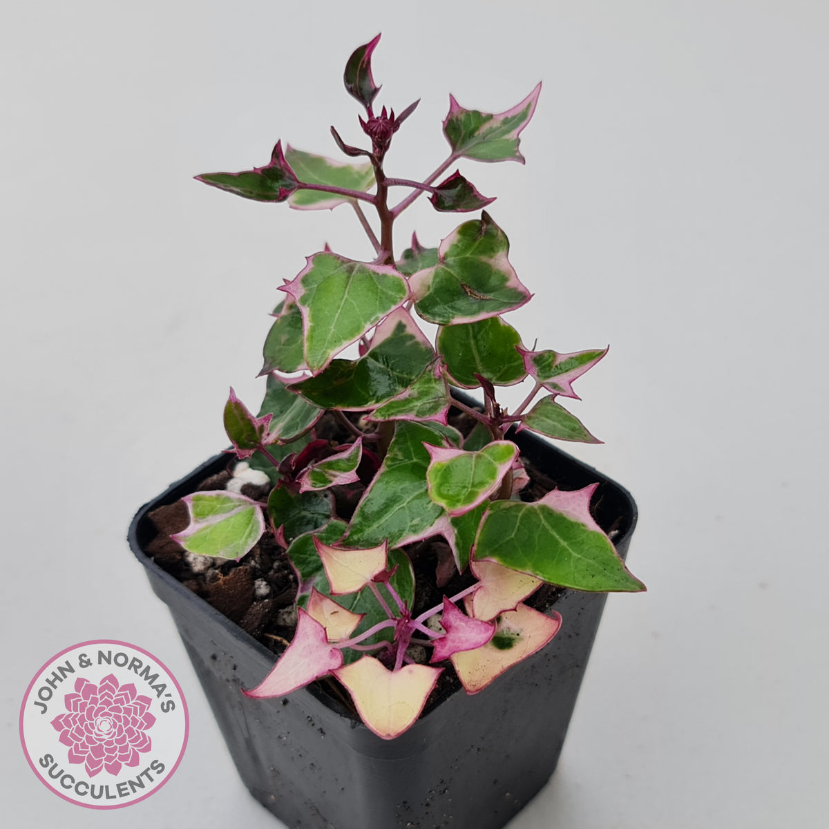 Senecio macroglossus variegata - Wax Vine