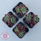 Sinocrassula indica