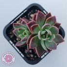Sinocrassula indica