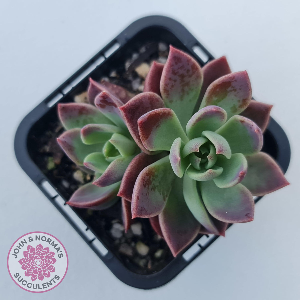 Sinocrassula indica