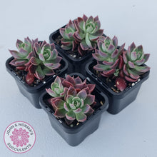 Load image into Gallery viewer, Sinocrassula indica - John &amp; Norma&#39;s Succulents Australia
