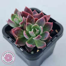 Load image into Gallery viewer, Sinocrassula indica - John &amp; Norma&#39;s Succulents Australia
