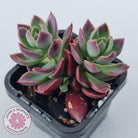 Sinocrassula indica