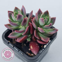 Load image into Gallery viewer, Sinocrassula indica - John &amp; Norma&#39;s Succulents Australia
