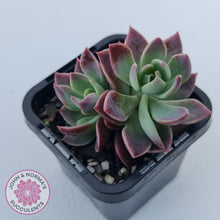 Load image into Gallery viewer, Sinocrassula indica - John &amp; Norma&#39;s Succulents Australia
