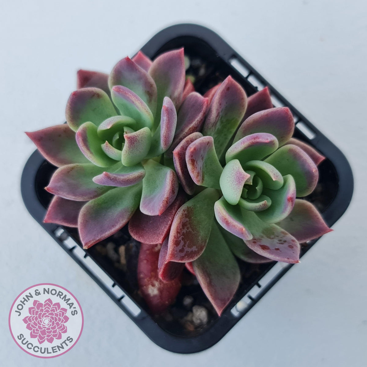 Sinocrassula indica