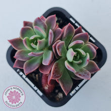 Load image into Gallery viewer, Sinocrassula indica - John &amp; Norma&#39;s Succulents Australia
