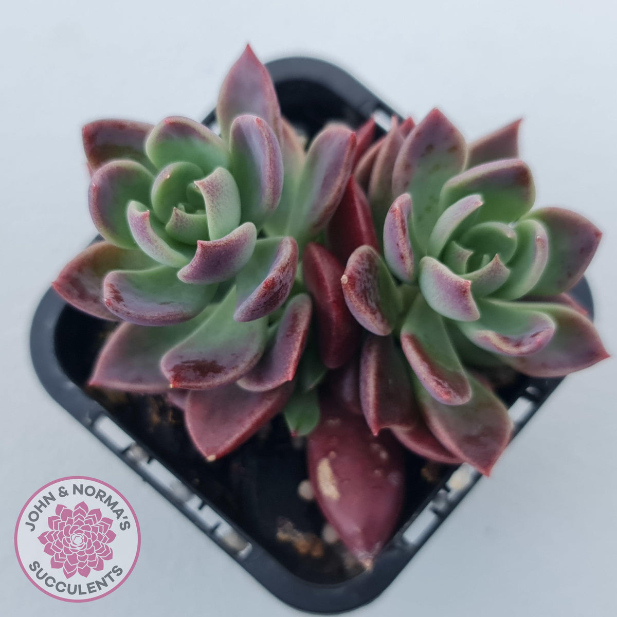 Sinocrassula indica