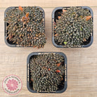 Sinocrassula yunnanensis