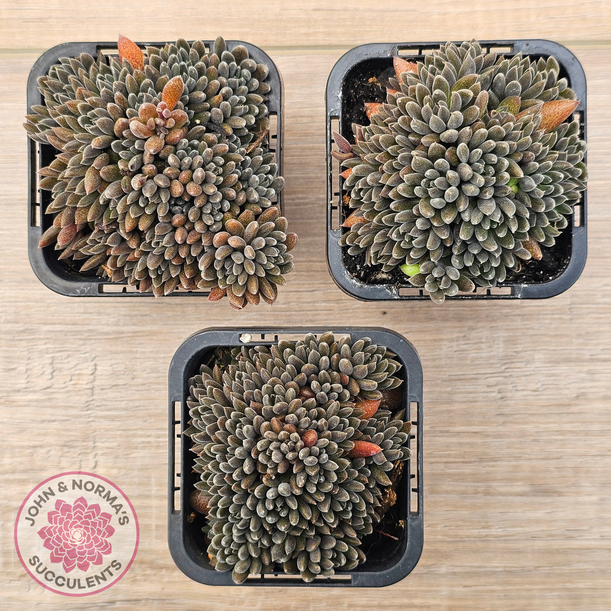Sinocrassula yunnanensis