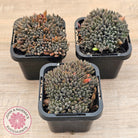Sinocrassula yunnanensis