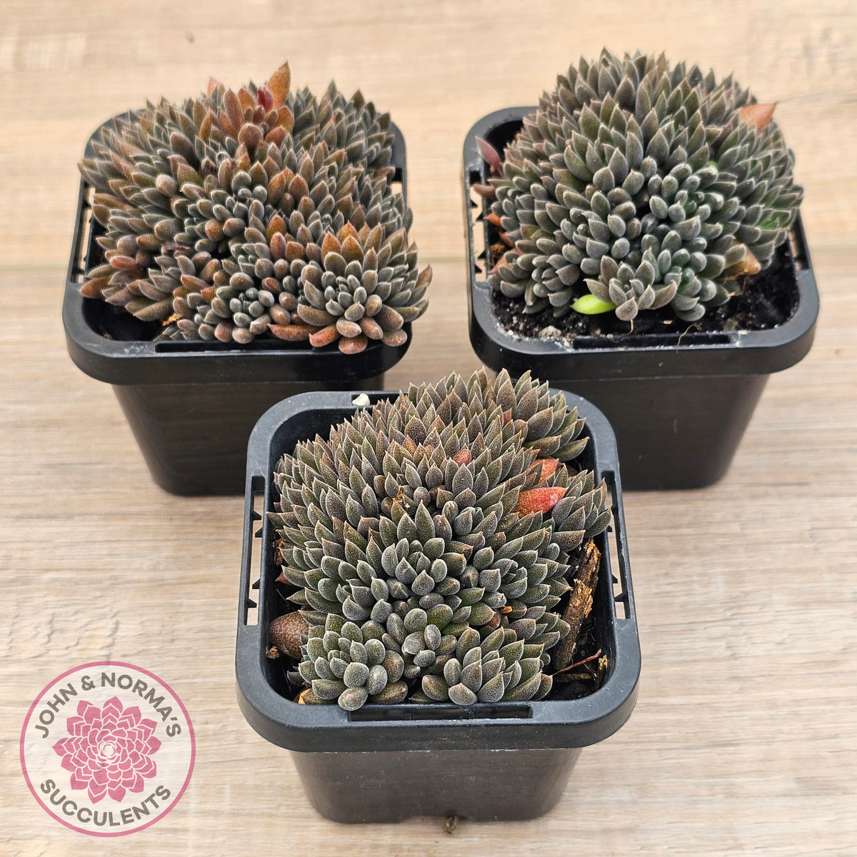 Sinocrassula yunnanensis