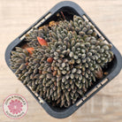 Sinocrassula yunnanensis