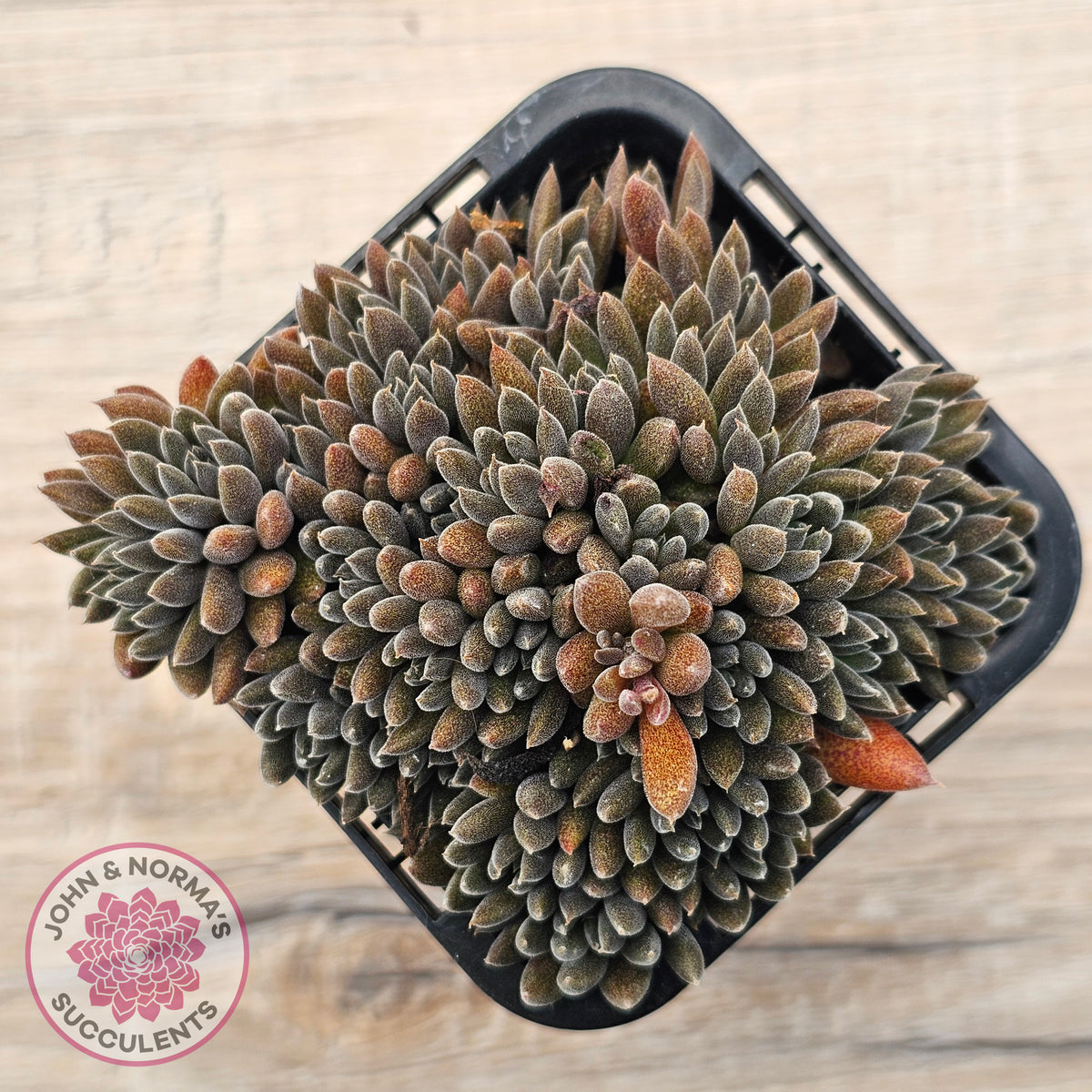 Sinocrassula yunnanensis