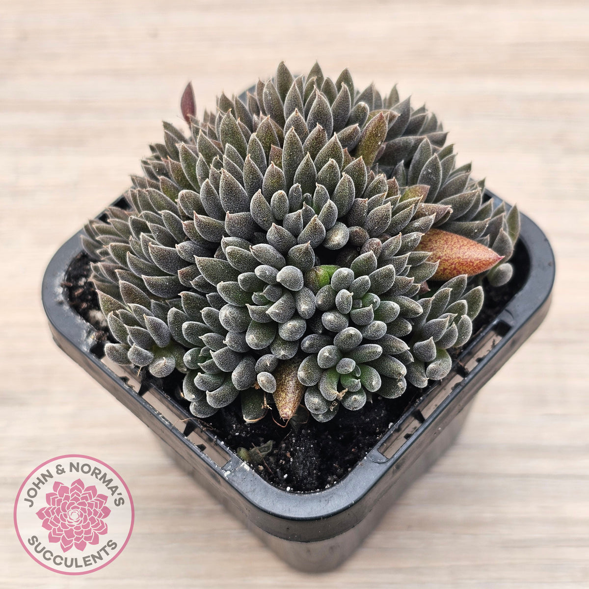 Sinocrassula yunnanensis