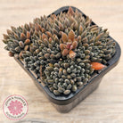 Sinocrassula yunnanensis