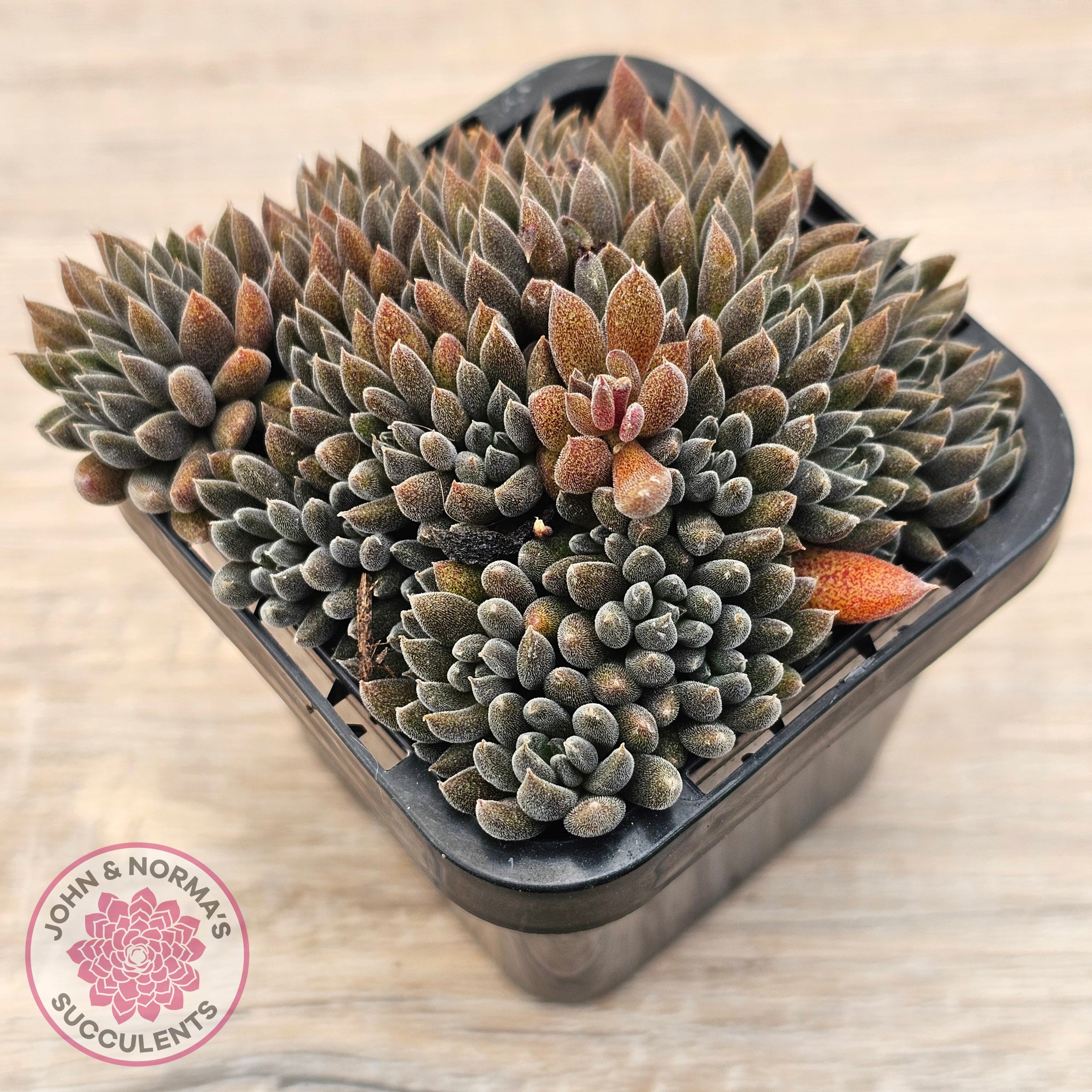 yunnanensis succulent Buy Sinocrassula yunnanensis Australia
