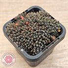 Sinocrassula yunnanensis