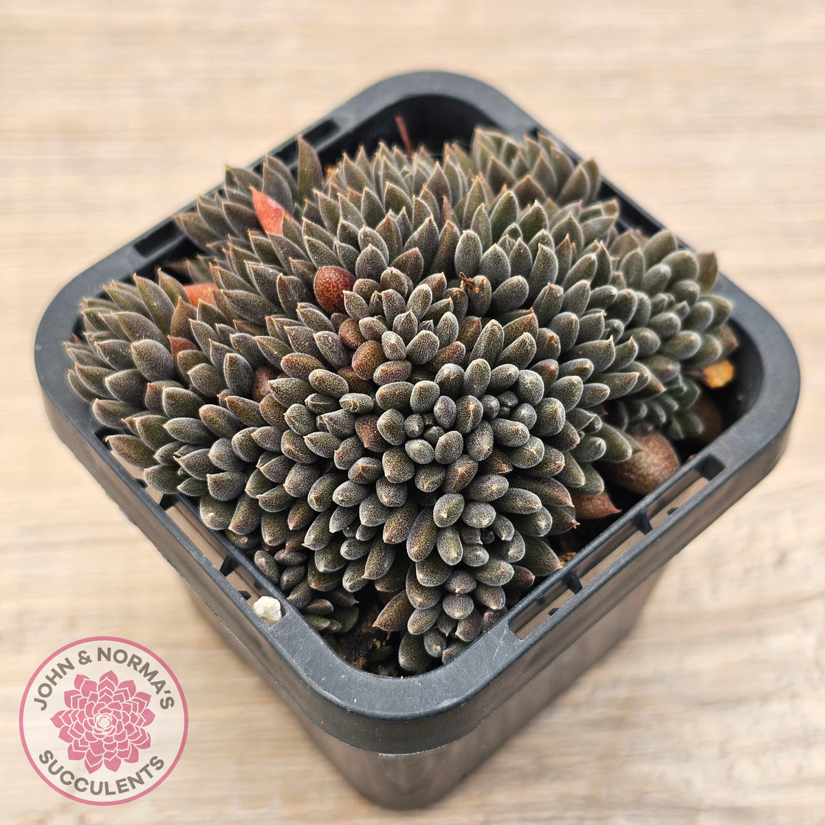 Sinocrassula yunnanensis