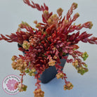 Sinocrassula densirosulata