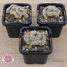 Load image into Gallery viewer, Sulcorebutia langeri f. cristata
