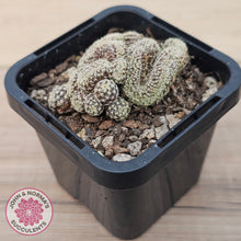Load image into Gallery viewer, Sulcorebutia langeri f. cristata
