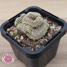 Load image into Gallery viewer, Sulcorebutia langeri f. cristata
