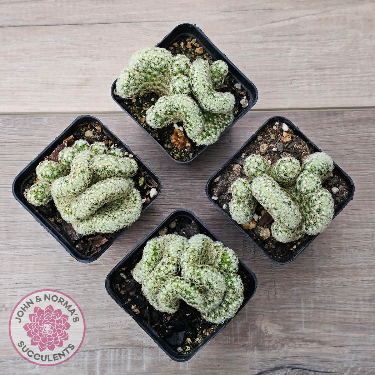 The Brain Cactus - Mammillaria elongata f. cristata