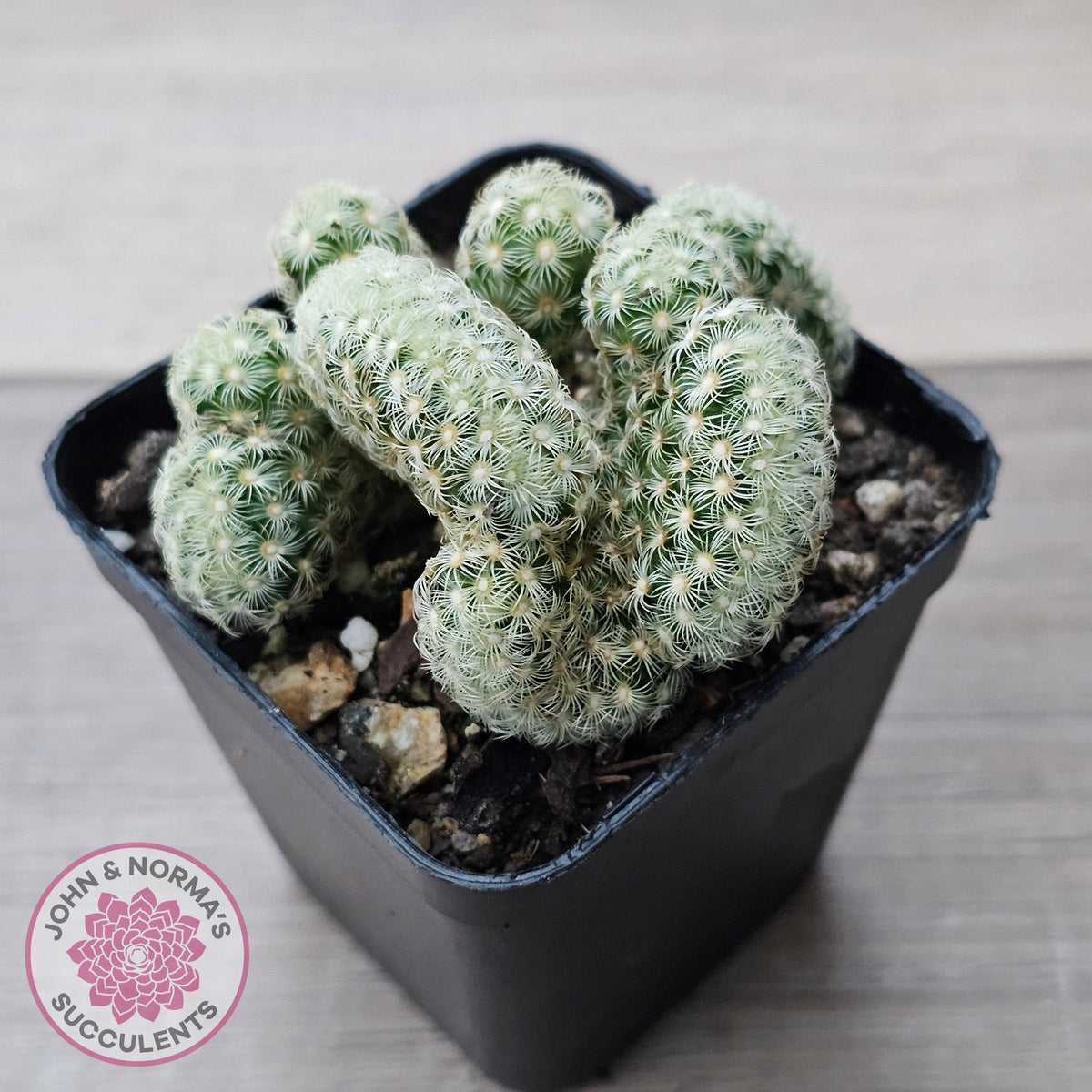 The Brain Cactus - Mammillaria elongata f. cristata