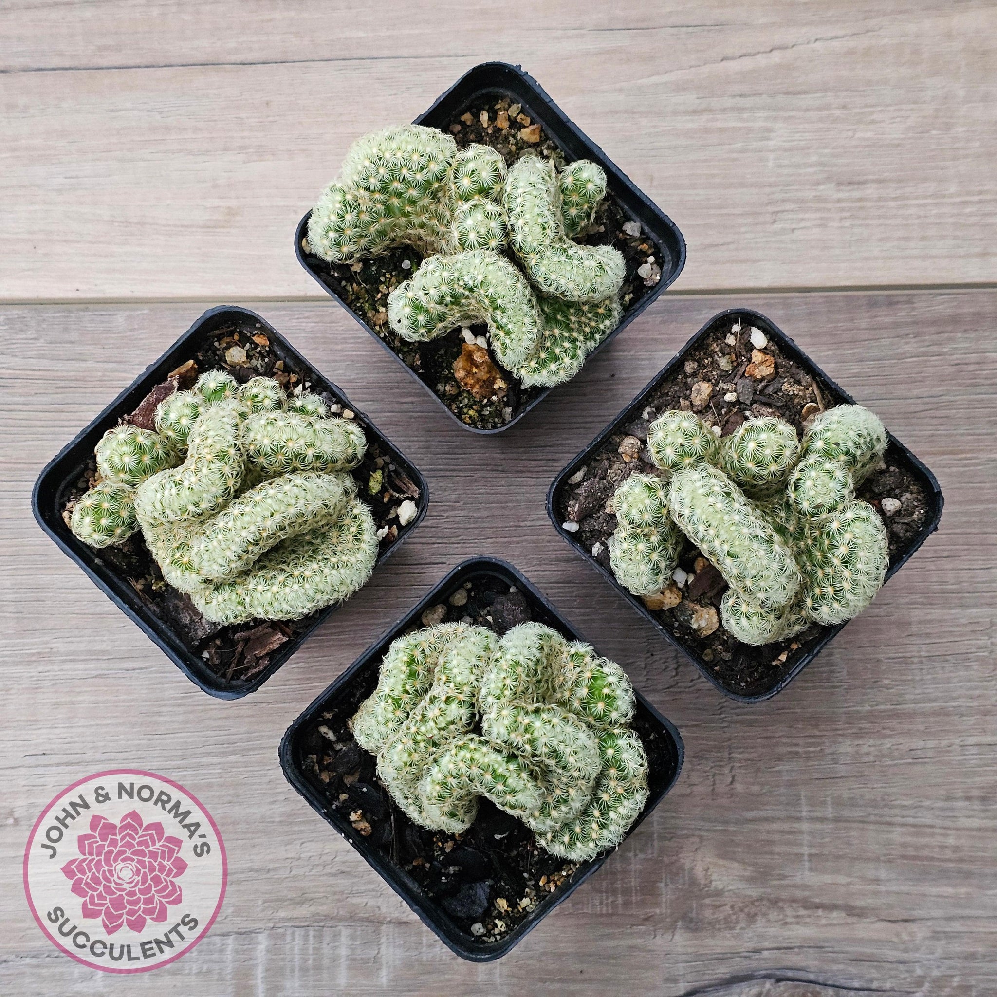 Buy The Brain Cactus - Mammillaria elongata f. cristata Australia