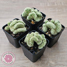 The Brain Cactus - Mammillaria elongata f. cristata