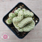 The Brain Cactus - Mammillaria elongata f. cristata