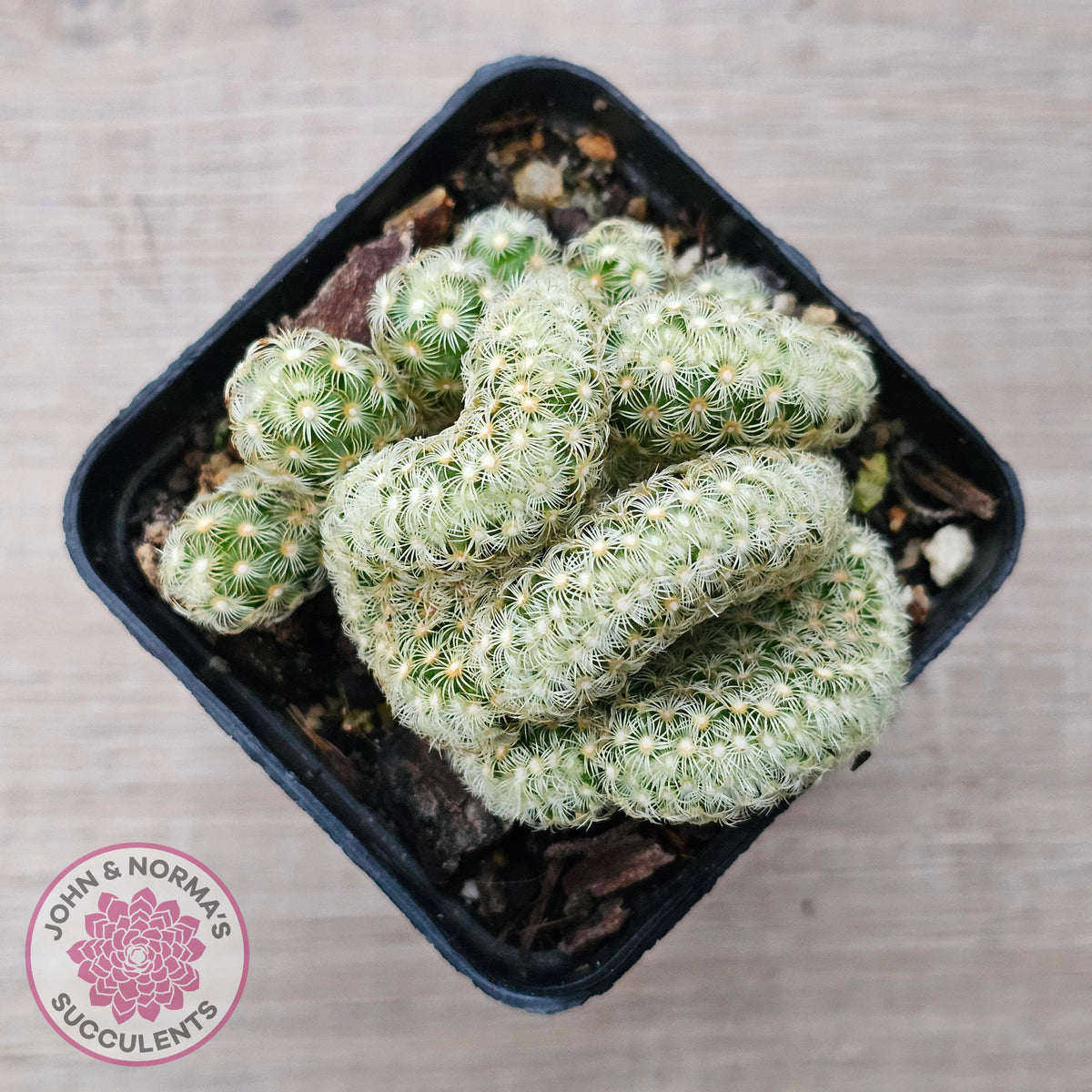 The Brain Cactus - Mammillaria elongata f. cristata