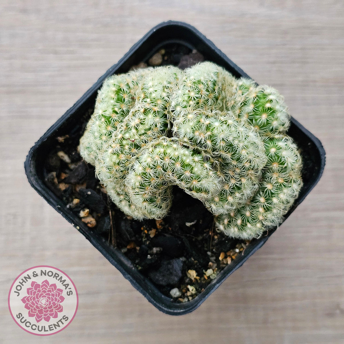 The Brain Cactus - Mammillaria elongata f. cristata