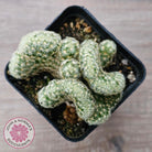 The Brain Cactus - Mammillaria elongata f. cristata