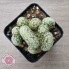 The Brain Cactus - Mammillaria elongata f. cristata