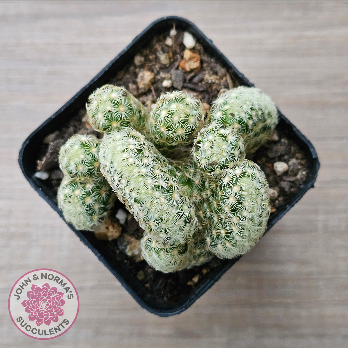 The Brain Cactus - Mammillaria elongata f. cristata