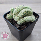 The Brain Cactus - Mammillaria elongata f. cristata