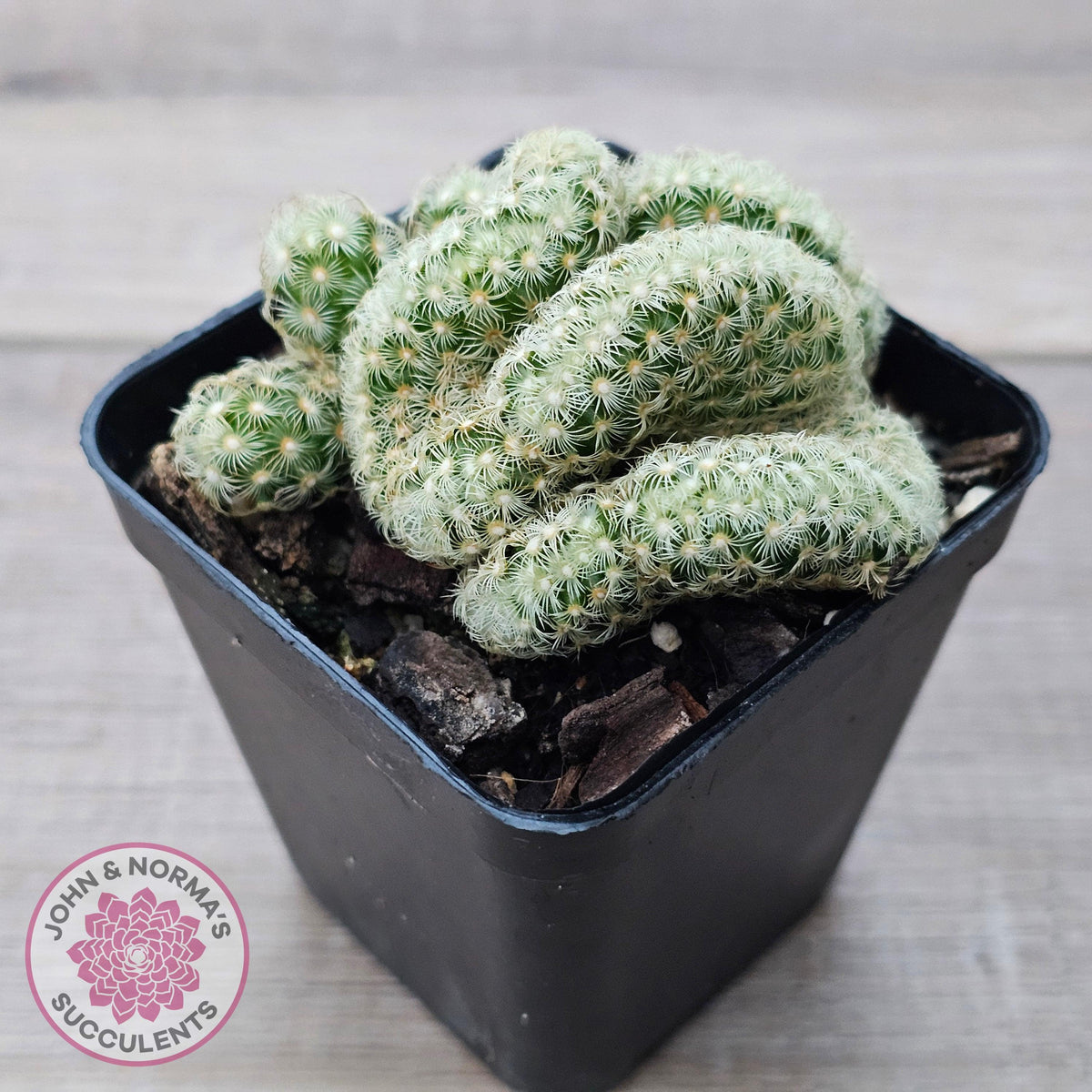 The Brain Cactus - Mammillaria elongata f. cristata