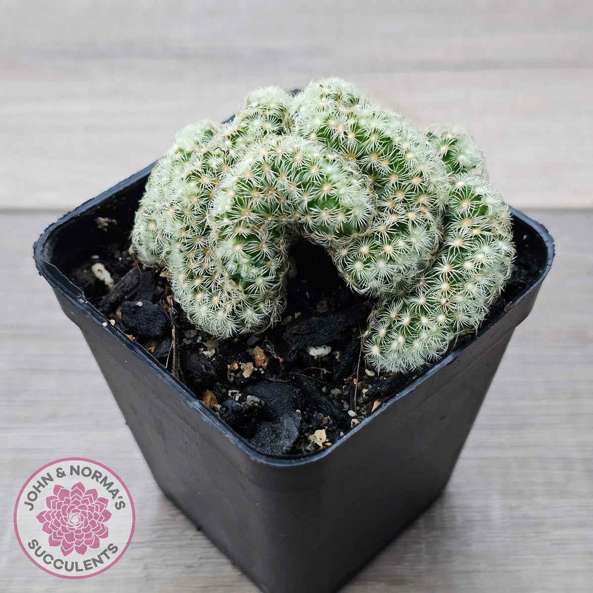 The Brain Cactus - Mammillaria elongata f. cristata